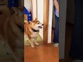 柴犬福 おばあさんに強気な柴犬😂grandma and dog shorts shibainu 柴犬 funny dog dogshorts 시바견 cute