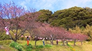 早咲き桜 「元朝桜」 抱湖園 と 菜の花畑 （千葉県南房総市 和田町） 2015年2月7日