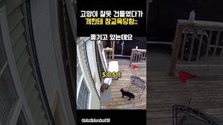 깡패고양이는 잘 봐라. 이 구역 짱이 누군지ㅋㅋㅋ #동물 #고양이