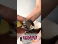 ミミピコでミルクを飲む子猫 shorts