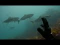 when the perfect plan comes together spearfishing south australia