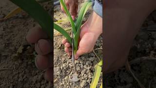 Garlic seedling pulling process 🧄🍃