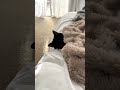 Cozy black cat slow blinks and wakes up from nap