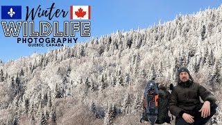 Best Close Encounters | Winter Wildlife Photography in the Snow | Mont Tremblant | Quebec, Canada