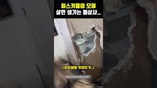 허스키들이 모여 살면 생기는 불상사....