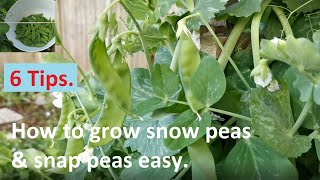 6 Tips - How to grow snow peas \u0026 sugar snap peas