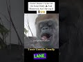 uncle chester try get on some diddy sh t 🤦🏾‍♂️😂 voiceover funnyanimals toxicgorillafamily