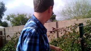 Backyard Bounty Arizona: 1st 2015 Video Update