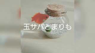 癒し動画 金魚とまりも 金魚鉢の世界 どんぶり金魚