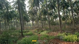 Udupi, Mookambika 25 Acres  of agriculture land for sale