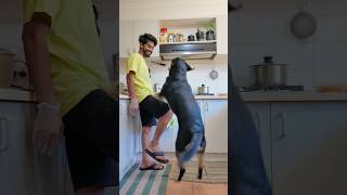 Keeradosakaya pachadi #shortsfeed #telugu #shorts #youtubeshorts #dog #yt