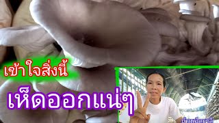 เห็ดนางฟ้ากับอากาศที่เห็ดอยากออก