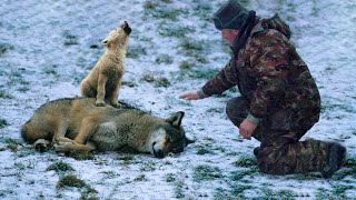 The She-Wolf Suddenly Fainted in front of This man Man, Then He Realized She was Big in Trouble