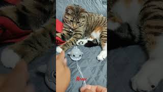 Cat playing time #meme #cutekitty #cutecat  #smartcat #viralvideo #catviral