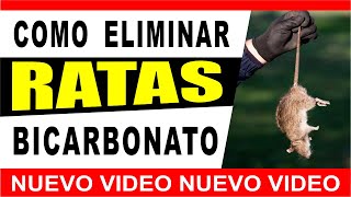 Cómo Eliminar Ratas con Bicarbonato de Sodio ⭐ BICARBONATO PARA RATAS