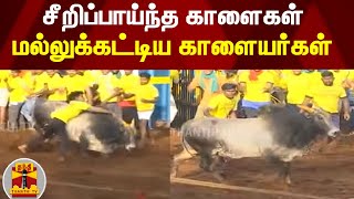 சீறிப்பாய்ந்த காளைகள் - மல்லுக்கட்டிய காளையர்கள் | Jallikattu