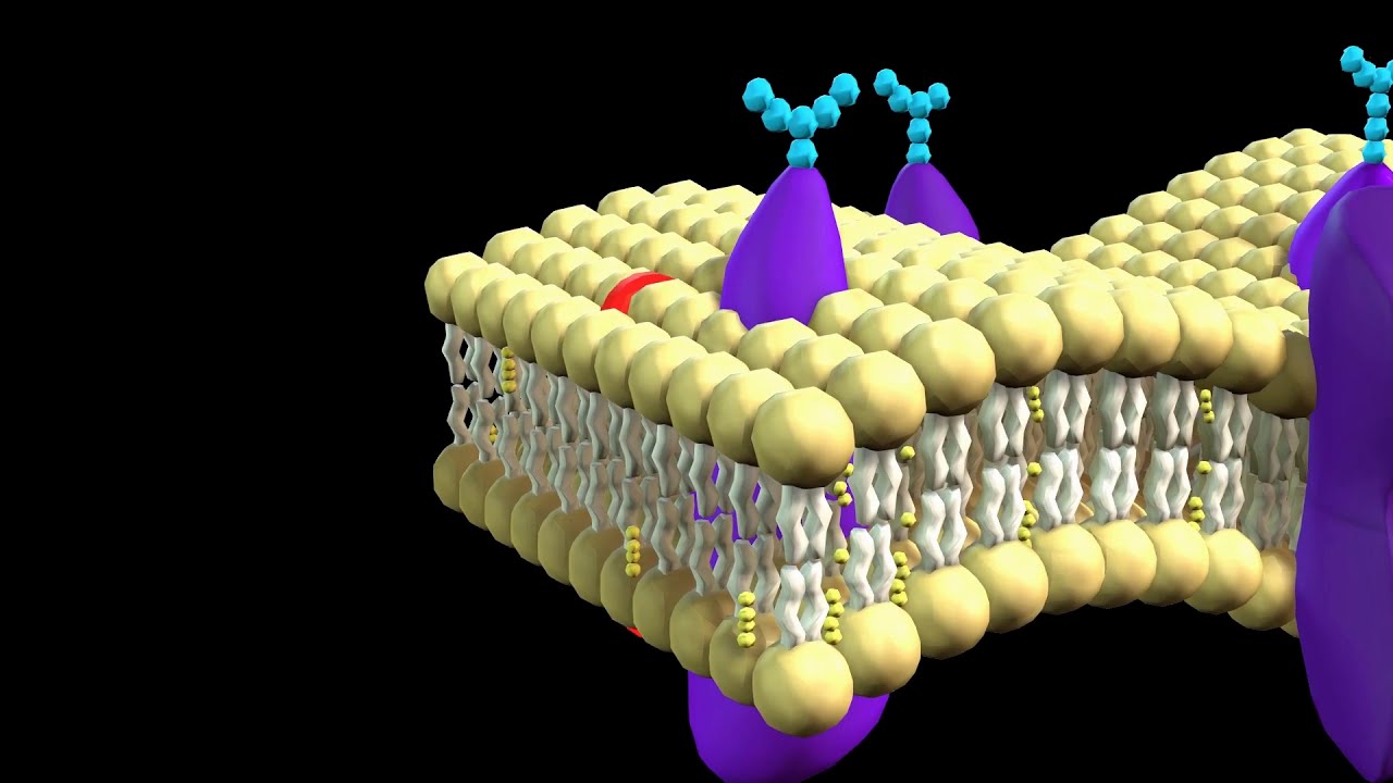 Cell Membrane Structure And Function Animation