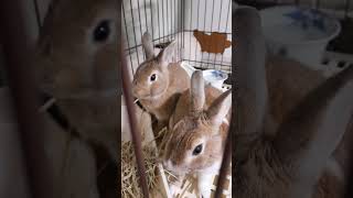 里親10日目！先住うさぎと仲良く牧草を食べるネザーランドドワーフのハチ #rabbit #里親 #うさぎちゃん