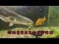 魚虎 小盾鱧 又到了餵食時間 channidae channa toman slow motion play and eat goldfish