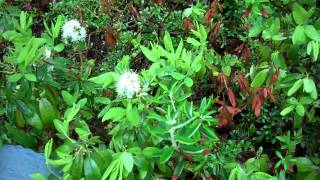 Will Clausen discusses Labrador-tea, A New England Wild Flower Society Video