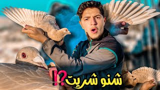 شريت حمام الزاجل الاصفر 🤩 واو على مواصفات 🤯