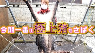 #31【狩猟】野生の大物イノシシの切り分け！Wild big boar【狩女子】