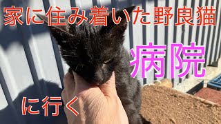 ‼️‼️家に住み着いた野良猫を病院に連れて行く‼️‼️　のんびり猫時間😊