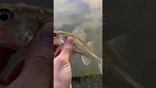 Big Lure small fish 😂😂😂😂#perch #zanderfishing #lurefishing #youtubeshorts #grandunioncanal #pike