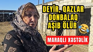 Biləsuvarda Ev Quşlarının Naməlum Xəstəlikdən Kütləvi Ölümü – Səbəb Nədir?