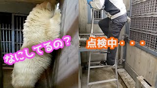 設備点検が気になるフブキ【生後９カ月】