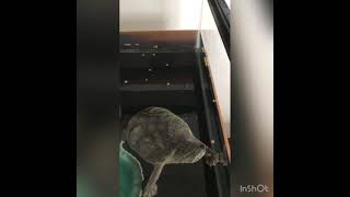 カメ飼育 空振りの多いかめきち