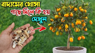 বাদামের খোসা গাছে দিলে কি হয় দেখুন | বাদাম খোল তৈরি - জৈব সার তৈরি