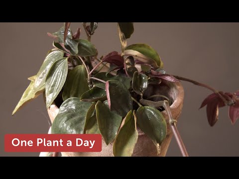 What is Metallica plant?