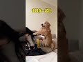 yuanbao i’ve seen it all and you still want to eat it all alone goldenretrieverfun shorts