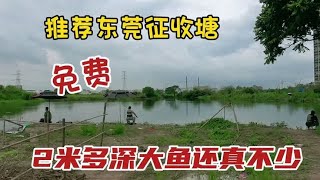 推荐东莞免费征收塘，2米多深大草鱼鲤鱼随时跳水，估计十斤都有