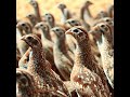 How Chinese Farmers Raise Hundreds Of Millions Of Quails And Harvest Their Eggs Farm