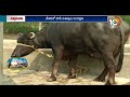 వేసవిలో పాడిపశువుల సంరక్షణ dairy farming in summer matti manishi 10tv