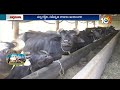 వేసవిలో పాడిపశువుల సంరక్షణ dairy farming in summer matti manishi 10tv