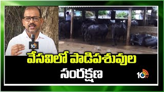 వేసవిలో పాడిపశువుల సంరక్షణ | Dairy Farming In Summer | Matti Manishi  10TV