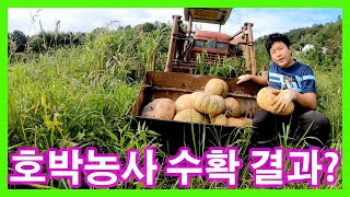 호박농사 수확 결과?(Pumpkin farming water confirmation?)