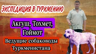 История Туркменского алабая глазами очевидца / Легенды породы