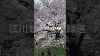 #桜#ソメイヨシノ#江川せせらぎ緑道　桜🌸