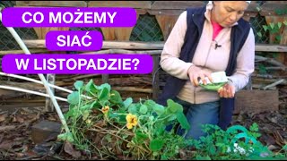 SIEW OZIMY - CO MOŻEMY SADZIĆ W LISTOPADZIE?