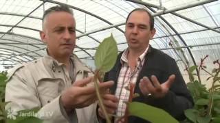 Les plantes grimpantes - Jardiland FR TV