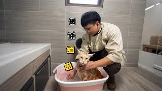 沉浸式上门洗猫📽️ 两只傲娇缅因的洗护记#萌宠出道计划 #缅因猫 #上门洗猫 #南宁Diy mini people | mini car | @Mini Creative 【Mud Mini Cr