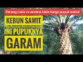 Buah sawit di kebun ini melimpah karna memnggunakan garam