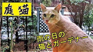 【庭猫】雨の日の猫とガーデナー