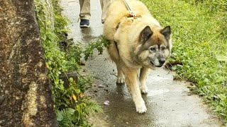 私におまかせ！外回りの警備も怠らない犬のムーちゃん　～ムーちゃんたくましいね～