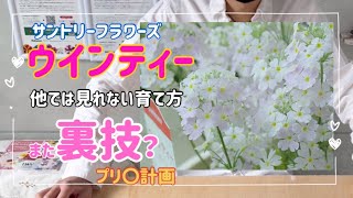 「ウインティー」(サクラソウ)の育て方 「プリ◯計画」鉢・土 ・水 ・植え方 全て変えてみる＋「お休みのお詫び」