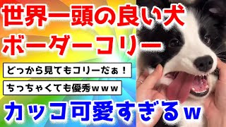 【2ch動物スレ】世界一頭の良い犬、ボーダーコリーがカッコ可愛いすぎるｗ【ボーダーコリー特集】 #dog #2ch動物スレ #癒し #かわいい #ボーダーコリー #bordercollie